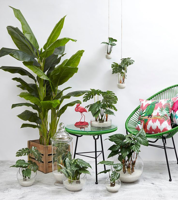 plantas decoración tropical 